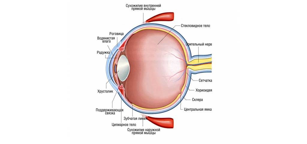 МРТ глазных орбит и зрительного нерва